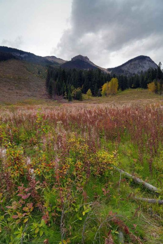 emerald lake area.jpg